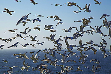 Herring gulls, England, United Kingdom, Europe