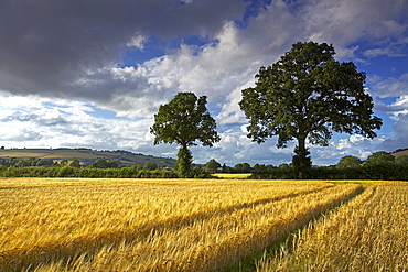 Cornfields, Exe Valley, Devon, England, United Kingdom, Europe