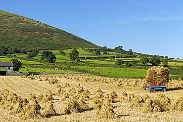 Oat stooks, Knockshee, Mourne Mountains, County Down, Ulster, Northern Ireland, United Kingdom, Europe