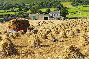 Oat stooks, Knockshee, Mourne Mountains, County Down, Ulster, Northern Ireland, United Kingdom, Europe