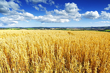 Oat Field, Thorverton, Devon, England, United Kingdom, Europe