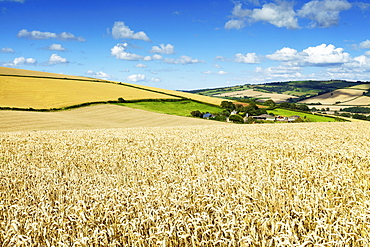 Summer Fields, Thorverton, Devon, England, United Kingdom, Europe