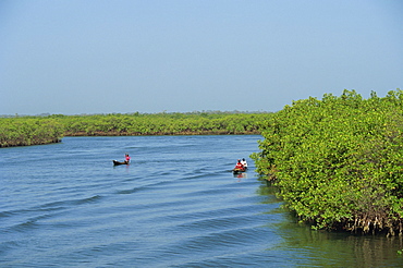 Dug out canoes on the River Gambia, Gambia, West Africa, Africa