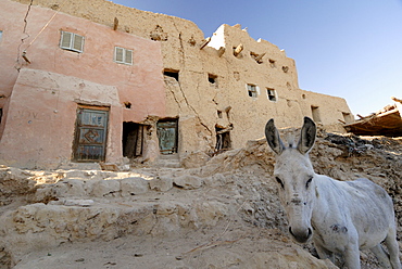 Old town of Shali, Oasis of Siwa, Egypt, North Africa, Africa