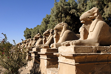 Ram headed sphinxes, Temple of Karnak, near Luxor, Thebes, UNESCO World Heritage Site, Egypt, North Africa, Africa