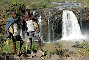 Goat herds, Blue Nile Falls, Ethiopia, Africa