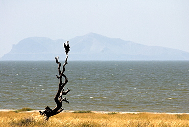 Fish eagle, Lake Turkana, Kenya, East Africa, Africa