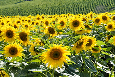 Sunflowers with vines in distance, Charente, France, Europe