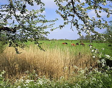 Typical Dutch landscape, Gelderland, Holland, Europe