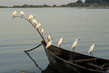 Egrets, Bugala Island, Lake Victoria, Uganda, East Africa, Africa