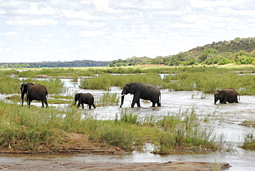 Elephants in Oliphants River, Kruger National Park, South Africa, Africa