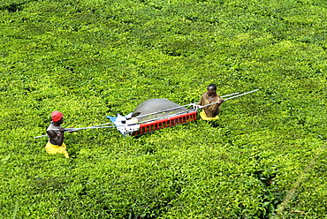 Mechanized tea picking, Uganda, East Africa, Africa