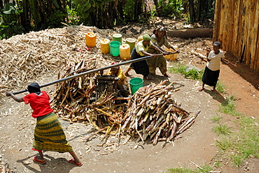 Women pressing sugar cane, Tanzania, East Africa, Africa