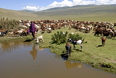 Ngorongoro Conservation Area, UNESCO World Heritage Site, Tanzania, East Africa, Africa