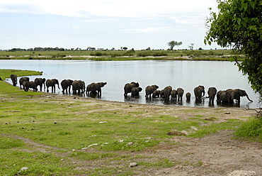 Elephants bathing, Chobe National Park, Botswana, Africa