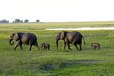 Elephants and their young, Chobe National Park, Botswana, Africa