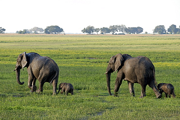 Elephants and their young, Chobe National Park, Botswana, Africa