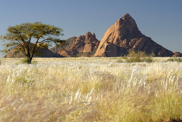 Nests of weaverbirds, Spitskoppe mountains, Damaraland, Namibia, Africa