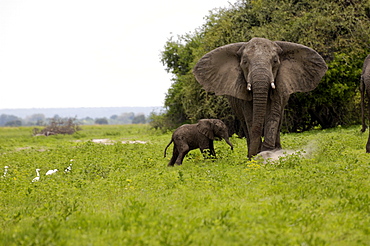 Elephant and newly born calf, Chobe National Park, Botswana, Africa