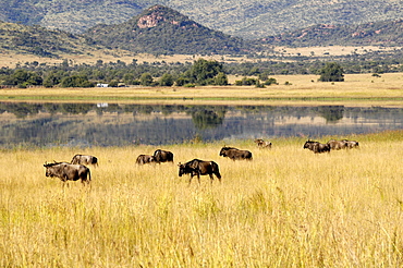 Wildebeest, Pilanesberg National Park, Sun City, South Africa, Africa