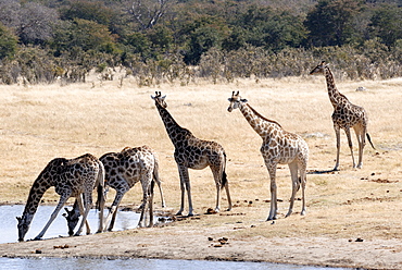 Giraffes at waterhole, Hwange National Park, Zimbabawe, Africa