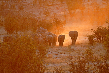 Elephants, Hwange National Park, Zimbabwe, Africa