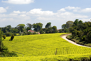 Tea plantation, Mufindi, Tanzania, East Africa, Africa