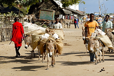 Donkey transport, Old Town, UNESCO World Heritage Site, Lamu island, Kenya, East Africa, Africa