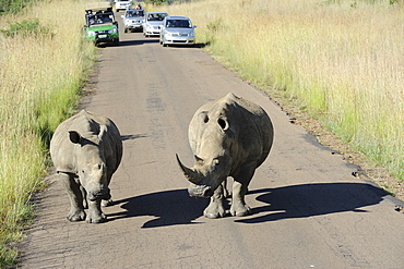 White rhinos in Pilanesberg National Park, Sun City, South Africa, Africa