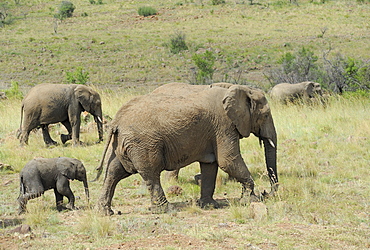 Elephants, Pilanesberg National Park, Sun City, South Africa, Africa