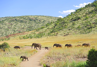 Group of elephants in the landscape, Pilanesberg National Park, Sun City, South Africa, Africa