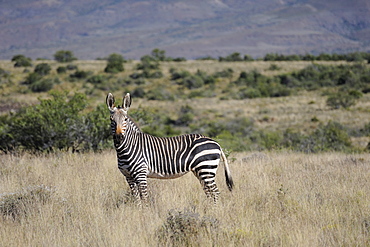 Rare mountain zebra in the early morning in the Karoo National Park, South Africa, Africa