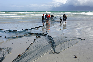 Fshermen pulling in large net, Muizenberg, Cape Province, South Africa, Africa