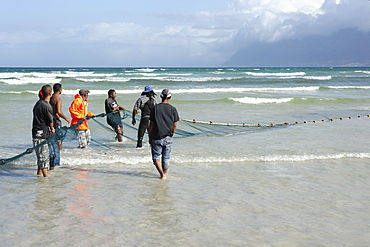 Fshermen pulling in large net, Muizenberg, Cape Province, South Africa, Africa