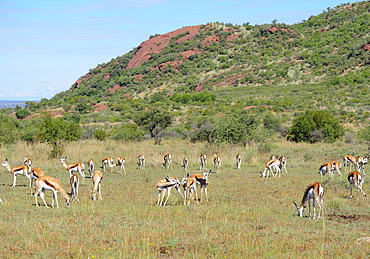 Large herd of springbok, Pilanesberg National Park, Sun City, South Africa, Africa