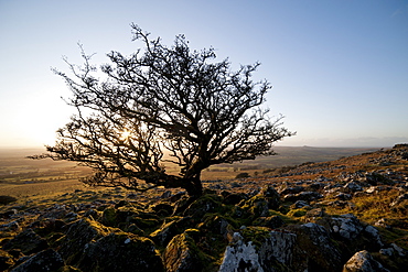 Stunted tree on Dartmoor, Devon, England, United Kingdom, Europe