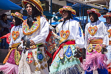 Preparation for the religious festival of Corpus Christi festival, llama, Urcos, Peru, South America