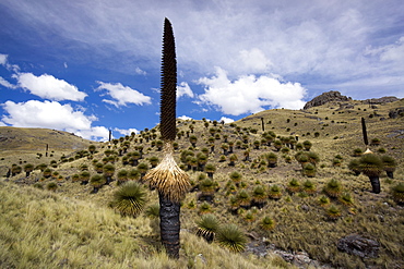 Puya raimondii tree (the Queen of the Andes tree), after seeding, Peru, South America