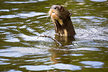 The very rare giant otter, Lake Salvador, Manu National Park, UNESCO World Heritage Site, Peru, South America