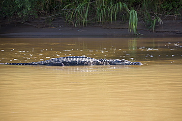 Large black cayman, Manu National Park, UNESCO World Heritage Site, Peru, South America