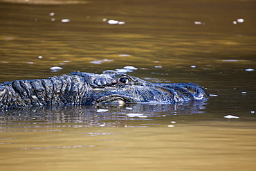 Large black cayman, Manu National Park, UNESCO World Heritage Site, Peru, South America