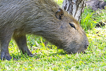 Capibara grazing, Ibera National Park, Argentina, South America