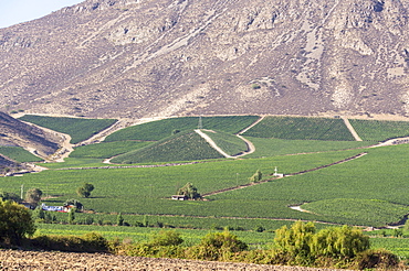 Wine production in the footills of the Andes, Valparaiso region, Chile, South America