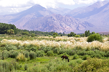 Landscape in the Andes, Argentina, South America