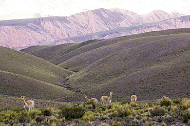 Multi coloured mountains and alpacas, Humahuaca, province of Jujuy, Argentina, South America