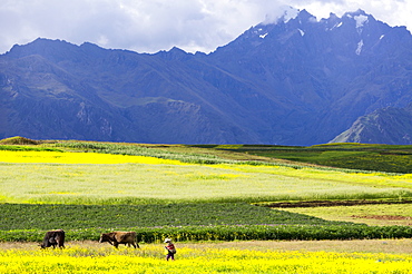 Cultivated fields and cattle, Moho, bordering on Lake Titicaca, Peru, South America