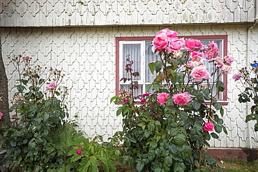 Houses built of wooden tiles, island of Chiloe, Chile, South America