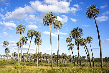 El Palmar Parque National, where the last palm yatay can be found, Argentina, South America