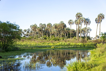 El Palmar Parque National, where the last palm yatay can be found, Argentina, South America