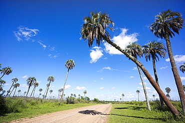 El Palmar Parque National, where the last palm yatay can be found, Argentina, South America